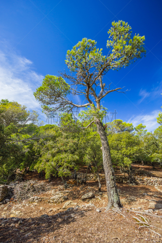 sierra de tramuntana,西班牙,风景,马略卡,自然美,自然,垂直画幅,山,无人,乡村