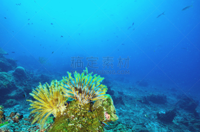 Feather Star,平视角,黄色,太阳,斯米兰群岛,泰国,无人,生物学,礁石,海洋生命