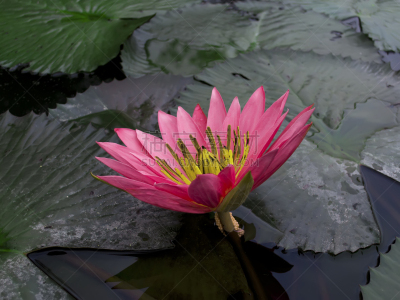 红色,荷花,多巴湖,泉华,自然,水平画幅,睡莲,无人,户外,特写