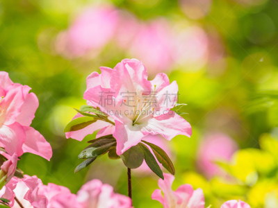 杜鹃花属,园林,粉色,花朵,夏天,特写,组图,杜鹃花,雌蕊,雄蕊