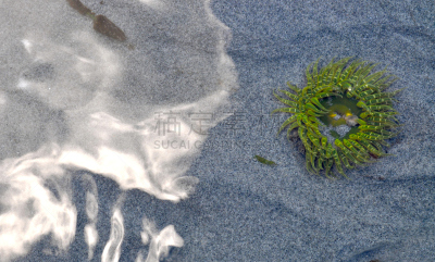 洞穴,merten's anemone,聚合海葵,加伯里拉岛,海葵,自然,海滩,水平画幅,绿色,无人