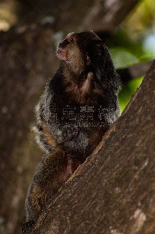 黑毛耳短尾猴,狨猴,接力赛,狞獾,黑色,树栖动物,垂直画幅,野生动物,无人,环境损害