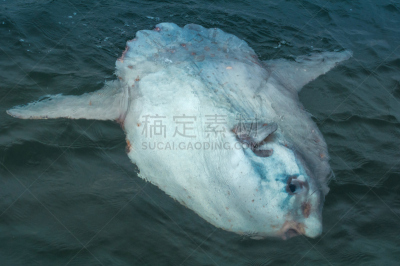 翻车鱼,水,水平画幅,无人,太阳鱼,大西洋,水下,野外动物,热带气候,水生动植物