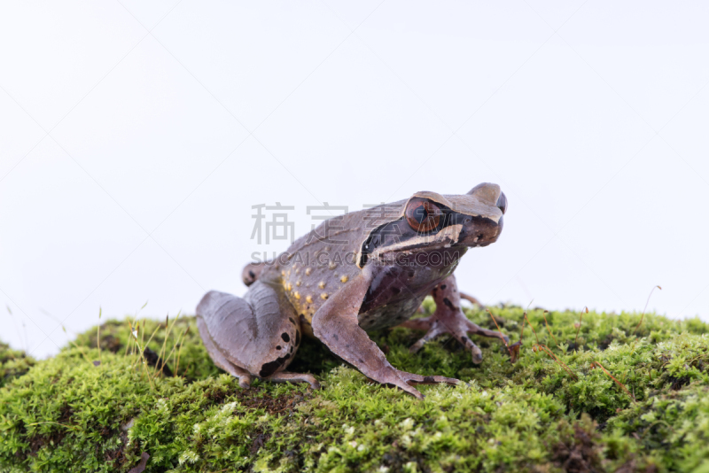 泰国,青蛙,角蟾,白色背景,小溪,两栖纲,可爱的,湿,热带气候,野生动物