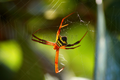 断纹金蛛,蜘蛛网,亚洲,orb weaver spider,水平画幅,山,婆罗洲岛,哥打基纳巴卢,沙巴州,动物身体部位