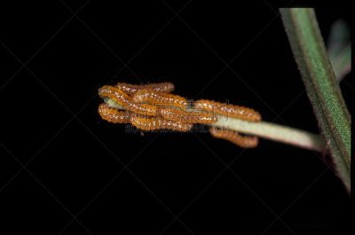 幼虫,班玛纹长翅蝶,幼小动物,茎,有蔓植物,热情,大量物体,黄色,图像,佛罗里达