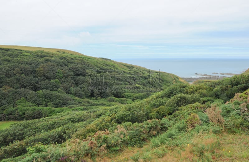 英格兰,英国,北,海岸线,德文郡,欧洲蕨,美,水平画幅,山,林区