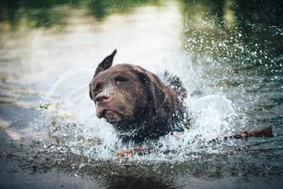 池塘,狗,水,浴盆,褐色,brown dog tick,纯种犬,寻回犬,水平画幅,进行中