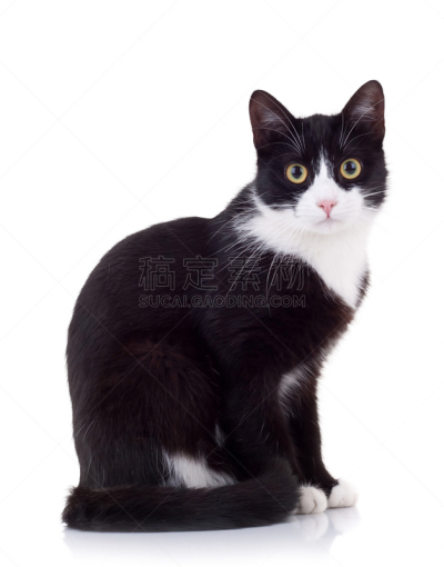 猫,注视镜头,垂直画幅,机敏,可爱的,全身像,猫科动物,黑色,哺乳纲,侧面视角