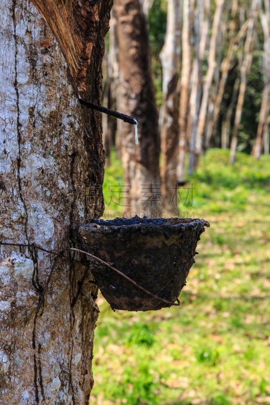 乳胶,橡胶树,帕拉洲,深度标志器,垂直画幅,热带雨林,户外,室内植物,泰国,树林