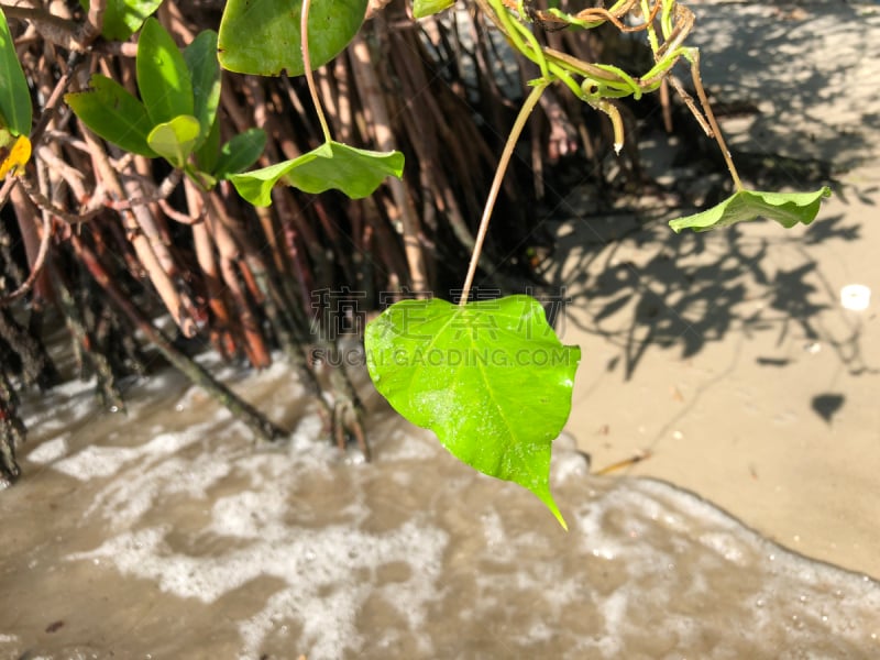 牵牛花,叶子,有蔓植物,心型,水平画幅,沙子,茄科双子叶植物,情人节,户外,卷须