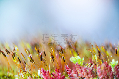 孢子囊,大特写,视角,根霉属菌,减数分裂,孢子体,有丝分裂,苏铁科植物,霉病,真菌和霉菌