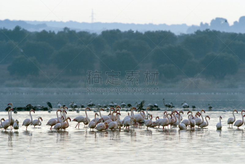 火烈鸟,特拉华,卡拉特拉瓦大楼,道德,野生动物,水平画幅,无人,2015年,欧洲,鸟类