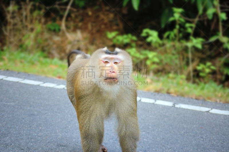 猪尾猕猴,拷艾国家公园,那空是贪玛叻洛坤省,北标府,自然,留白,野生动物,水平画幅,无人,猴子