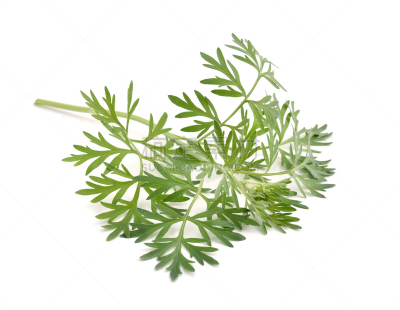蒿属,白色背景,分离着色,自然,水平画幅,无人,嫩枝,乌克兰,健康保健,夏天