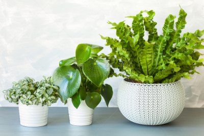 室内植物,燕窝蕨,花盆,水平画幅,枝繁叶茂,无人,干净,特写,明亮,鸟巢