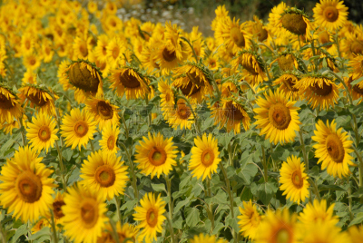 水平画幅,绿色,无人,趋光性,夏天,太阳,common sunflower,向日葵籽,植物,黄色