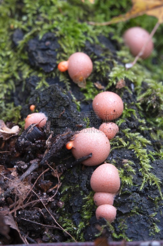 苔藓,绿色,美洲石斛,生物学,白色,黏菌,粉色,垂直画幅,生活方式,图像