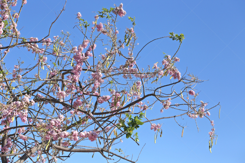 杉科,人属,花茶,天南星科,美,水平画幅,无人,特写,越南,植物