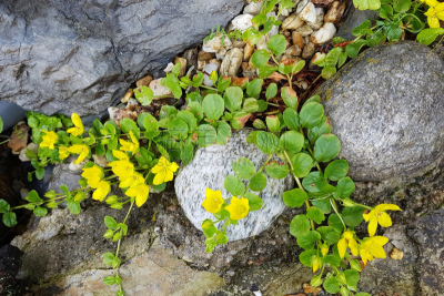 珍珠菜,gold lysimachia,花序,水平画幅,无人,健康保健,户外,草药,草本,植物