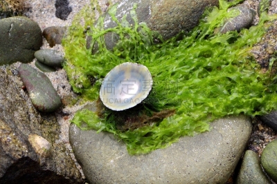 帽贝,贝壳,空的,髌骨,自然,水平画幅,沙子,软体动物,户外,海洋
