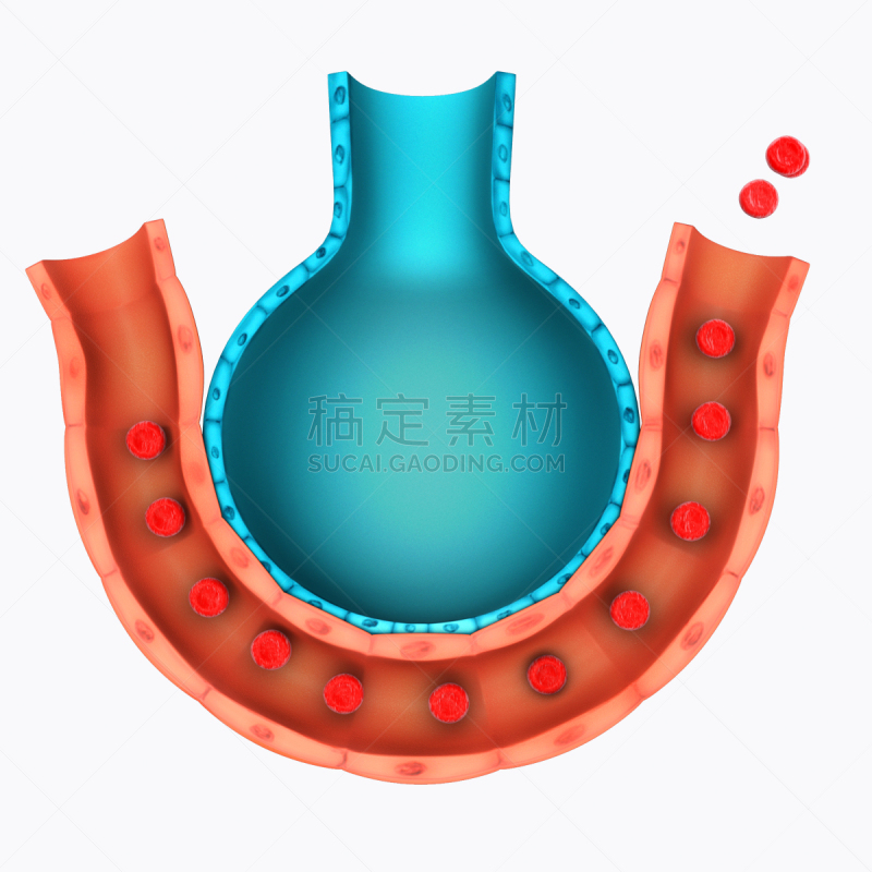 腺泡,血红蛋白,毛细血管,有序,绘画插图,科学,健康保健,呼吸系统,计算机制图,计算机图形学