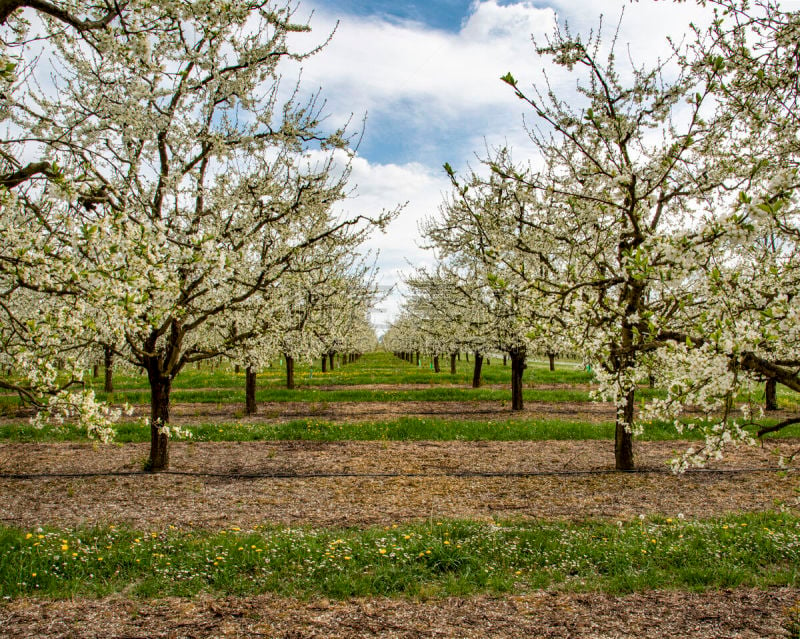 une plantation de pruniers en fleur dans les environs d’Agen au printemps