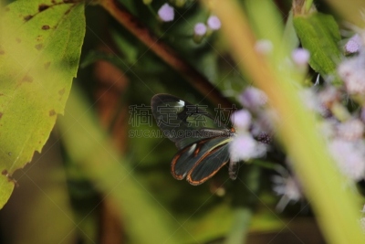星斑透翅蝶,蝴蝶,透翅蝶蝴蝶,butterfly garden,自然,野生动物,动物发育阶段,水平画幅,生物,动物身体部位