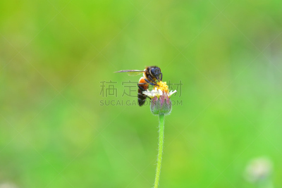 蜜蜂,俄亥俄河,杀虫剂,动物身体部位,夏天,两翼昆虫,农作物,白色,毛绒绒,花粉