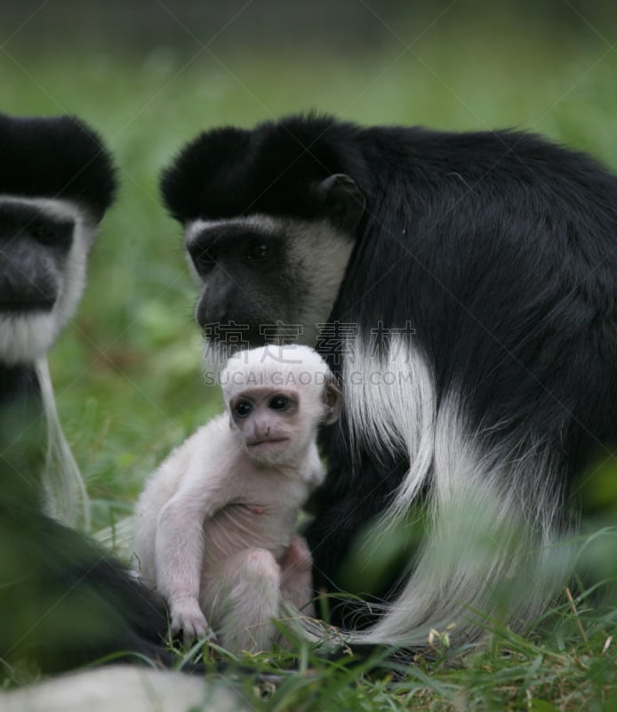 家庭,black and white colobus,bay colobus monkey,垂直画幅,非洲,幼小动物,黑色,白色,叶猴,动物家庭