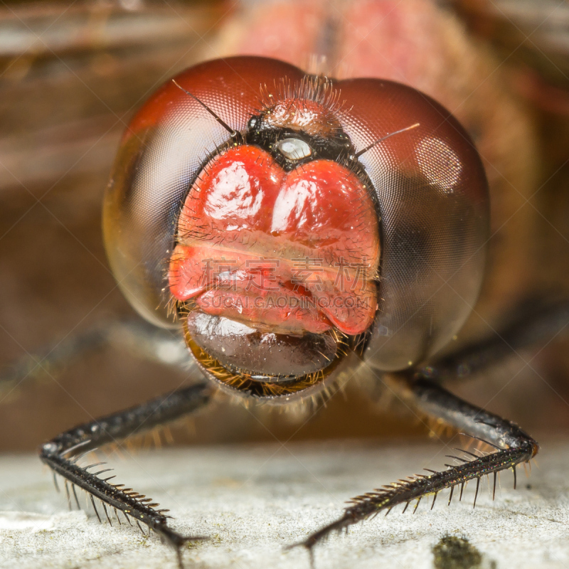 肖像,鹭管鱼,blue darter dragonfly,条斑赤蜻,动物嘴,动物身体部位,野外动物,户外,生物学,特写