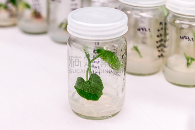 植物,微生物,生物科技,水平画幅,纸巾,无人,科学实验,科学,生物学,实验室