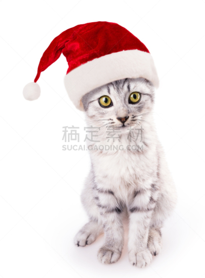 野生猫科动物,圣诞帽,日本式短袜,垂直画幅,美,新的,符号,圣诞老人,家庭生活