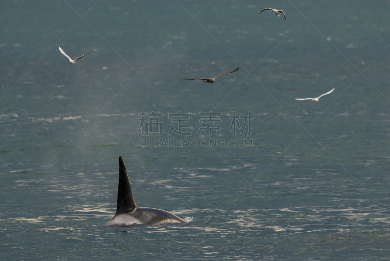 阿根廷,巴塔哥尼亚,逆戟鲸,水,野生动物,马德林港,旅游目的地,水平画幅,海狮,瓦尔德斯半岛