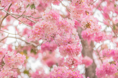 春天,粉色,花朵,棒棒糖,季节,紫薇科树,春季系列,玫瑰色的,春夏系列,品红色