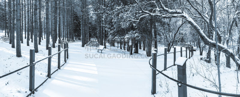 雪,全景,黑白图片,有包装的,全部,清新,长椅,摄影,树,落下