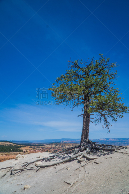 贝瑞丝峡谷,一只动物,圆形剧场,万岩柱,国内著名景点,犹他,沙岩,美国西部,著名景点,灵感角