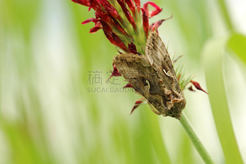 伽马的残骸,后翅色彩瑰丽的蛾,绛车轴草,蛾毛虫,奥登瓦尔德,自然,水平画幅,蝴蝶,无人,自然界