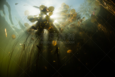 睡莲,湖,淡水,风景,防护品,度假胜地,气候,水平画幅,柯德角,无人
