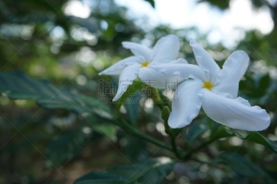 白色,茉莉,一对,禅宗,风车厂,水平画幅,园艺,夏天,户外,特写