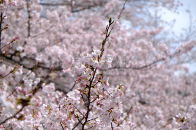樱花,神田河,樱桃红色,吉野樱花,珊瑚色,花见节,天空,水平画幅,樱桃,无人