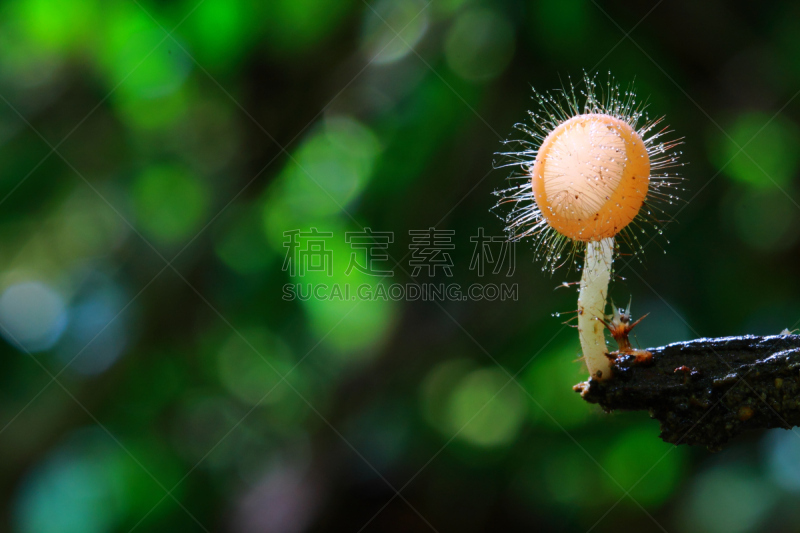 真菌,粉色,选择对焦,水平画幅,无人,湿,户外,特写,雨林,树林
