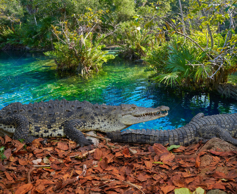 Crocodile Mexico Riviera Maya photomount