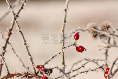 野玫瑰,臀,自然,植物属性,水平画幅,水果,无人,浆果,玫瑰,霜