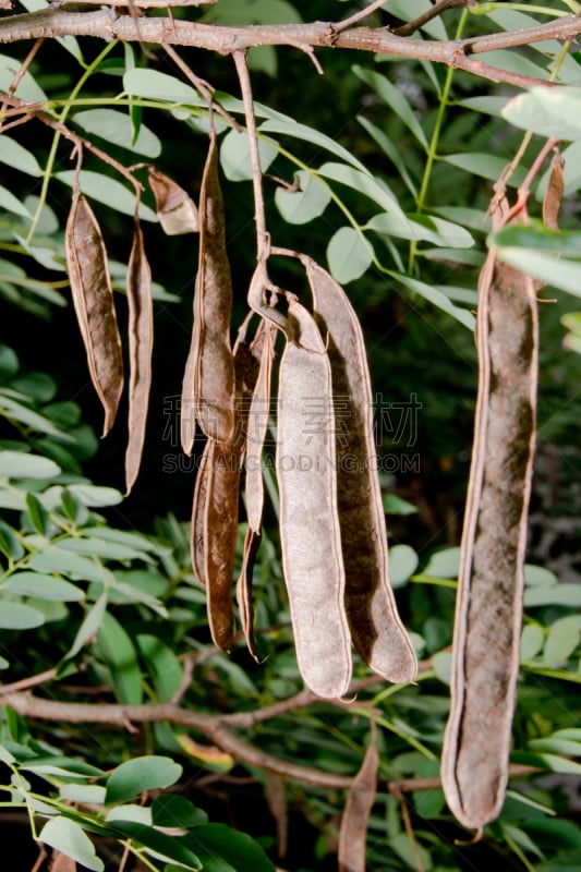 洋槐,苹果核,黑色,蝗虫,自然,垂直画幅,褐色,豌豆,水平画幅,水果