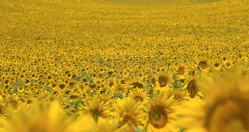 普罗旺斯,田地,向日葵,选择对焦,水平画幅,无人,夏天,户外,仅一朵花,植物