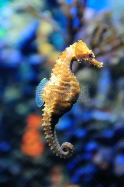 水族馆,波士顿,垂直画幅,旅游目的地,无人,海马,2015年,海洋生命,海洋,摄影