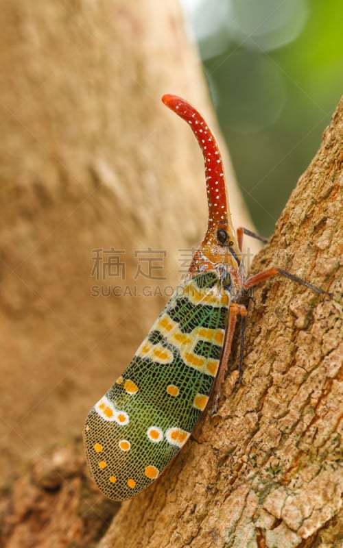 蜡蝉科,白蜡虫,桂圆,蝉,垂直画幅,美,灯笼,蝴蝶,无人,生物学