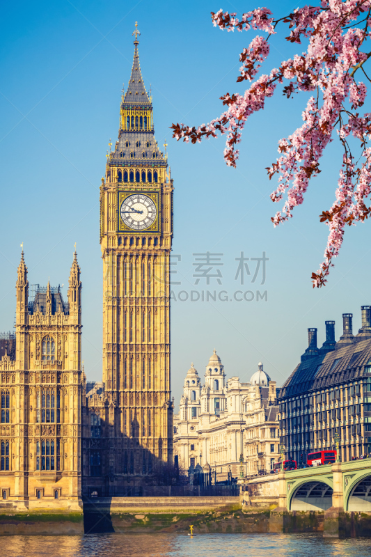 大本钟,伦敦,春天,西敏斯特城,威斯敏斯特桥,泰晤士河,钟塔,人类居住地,樱桃
