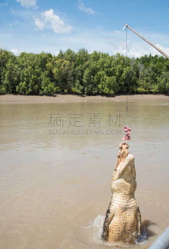 澳大利亚海水鳄,澳大利亚,阿得莱德河,动物牙齿,动物嘴,动物,动物习性,动物皮,河流,户外